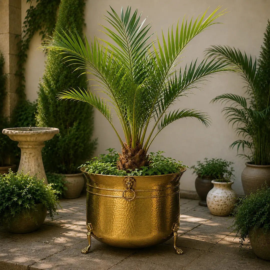 Lion Planters ~ Glossy Brass Finish Large