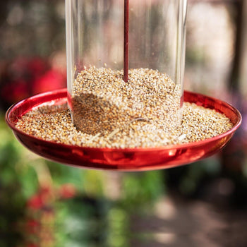 Bistro Bird Feed - Red