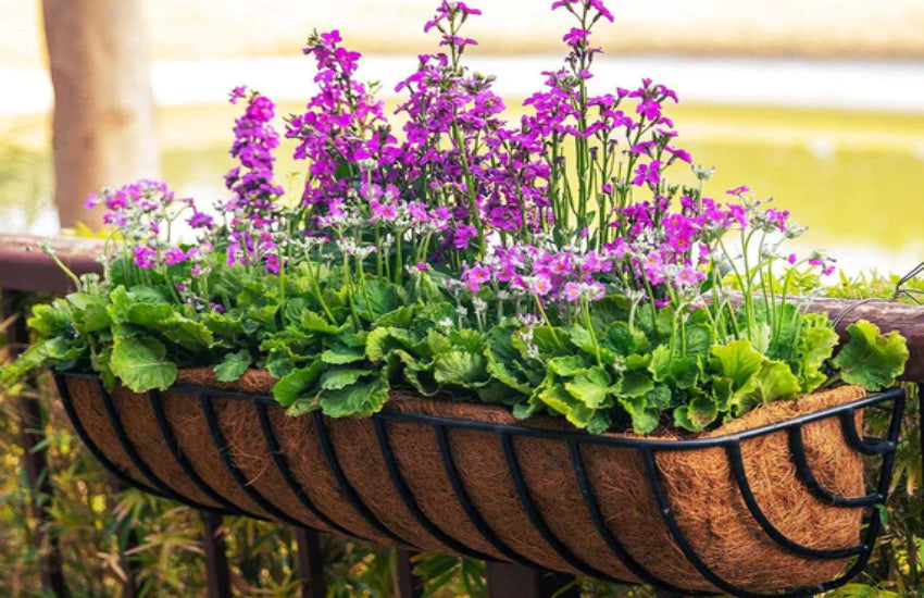 Experience Nature's Aesthetic: Check Out Earthgarden's Best Hanging Baskets
