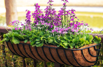 Experience Nature's Aesthetic: Check Out Earthgarden's Best Hanging Baskets
