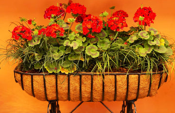 Bringing the Best of Nature to Your Home: A Review of Earthgarden's Top Garden Planters