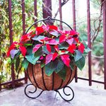 Cauldron Planters (with Coco-liners)