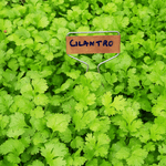 Plant Marker ~ Set of 6