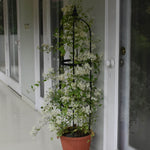 Rose Pillars