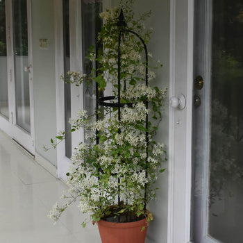 Rose Pillars